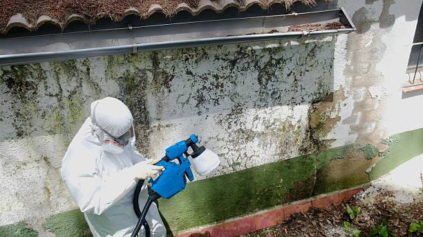 Trusted Basement Mold Remediation service in Mercersburg, PA - Cheap Mold Removal
